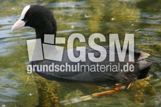 Blässhuhn-4 121.jpg